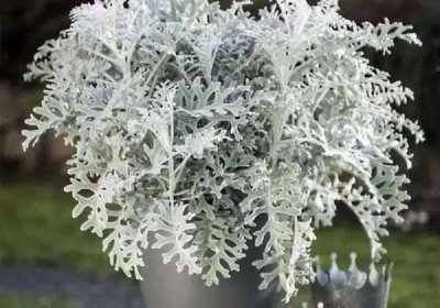 银叶菊怎么插花 银叶菊的繁殖方法
