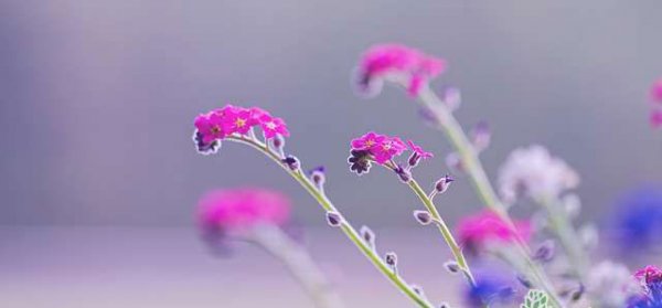 勿忘我的花语是什么