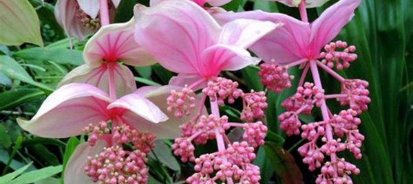 宝莲花的花语寓意