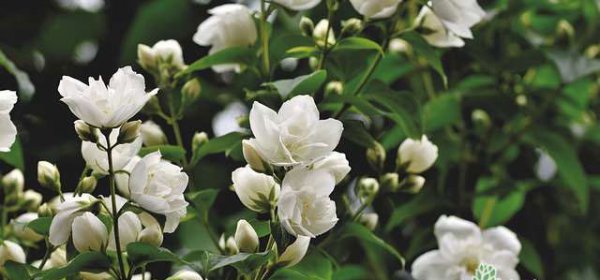 茉莉花的花语与传说