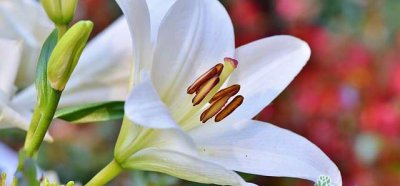 不同颜色百合花的花语是什么