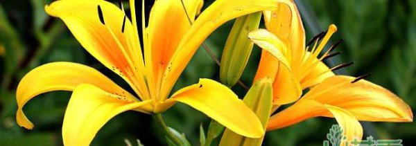 不同颜色百合花的花语是什么