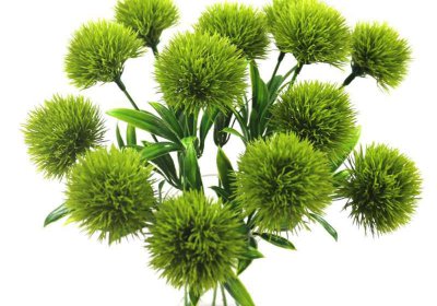 绿毛球的花语和寓意 绿毛球的花语是什么