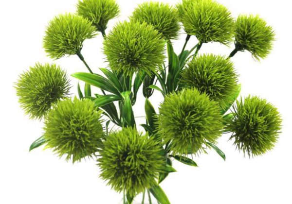 绿毛球的花语和寓意