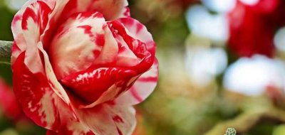 山茶花是什么花语 山茶花花语及代表意义