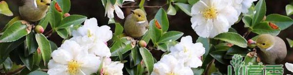 山茶花花语及代表意义