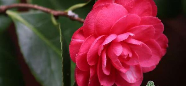 山茶花花语及代表意义