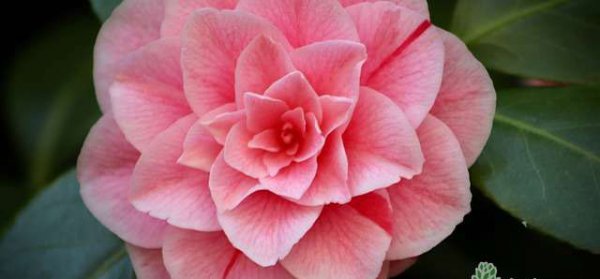 山茶花花语及代表意义