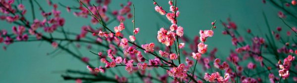 梅兰竹菊的花语