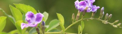 雷丝金露花语 蕾丝金露花的花语