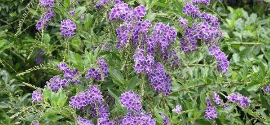 蕾丝金露花的花语