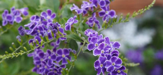 蕾丝金露花的花语