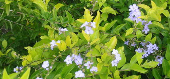 蕾丝金露花的花语