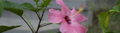 朱槿花的花语和寓意 重瓣朱槿是什么花 寓意是什么?