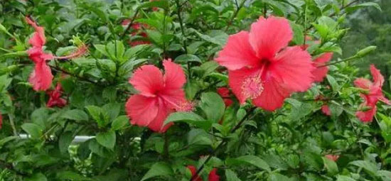 朱槿花的花语和寓意