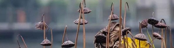 干莲蓬的寓意和象征