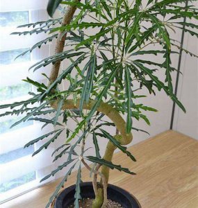 孔雀木的风水寓意 孔雀的寓意和风水