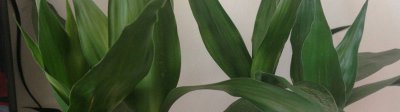 属兔养什么植物旺财 属兔的人养什么植物旺财