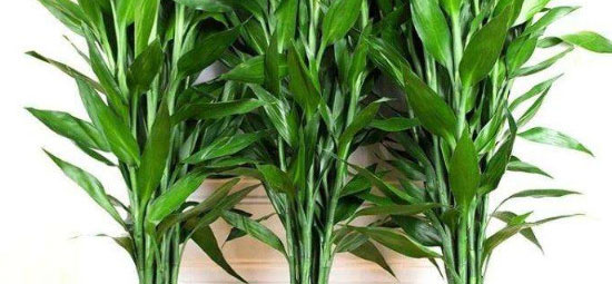 属兔养什么植物旺财