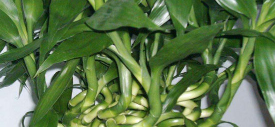 属兔养什么植物旺财