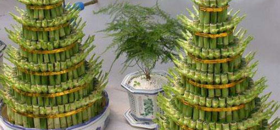 属兔养什么植物旺财