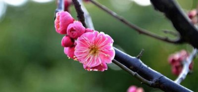 梅花可以放在室内吗？可以/象征高尚的品格