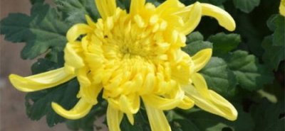 菊花能放在室内吗？可以/能招财运福运/延长寿命/净化空气