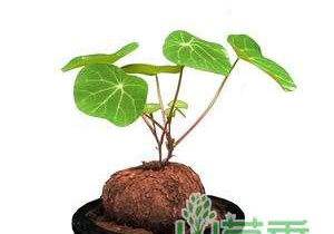 爬藤植物山乌龟的风水寓意