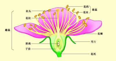 花朵的结构是什么 花朵的构造及各部分的功能