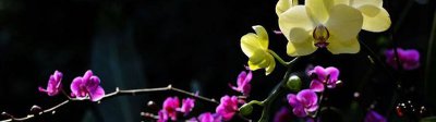 洋兰切花能养多少天 洋兰插花可以放多久