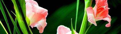 剑兰切花放多少水 切花剑兰怎么水养