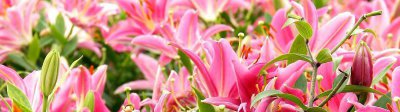百合切花保养 百合花鲜花的保养方法