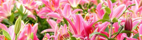 百合切花保养
