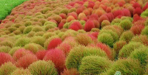 什么是观赏草