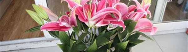 百合切花怎么冷藏