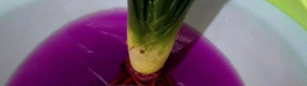 高锰酸钾泡植物根多久