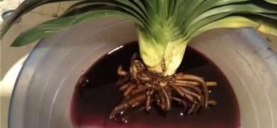 高锰酸钾泡植物根多久