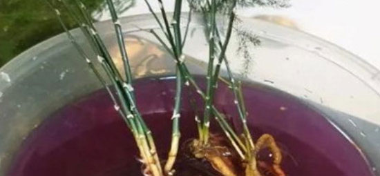 高锰酸钾泡植物根多久