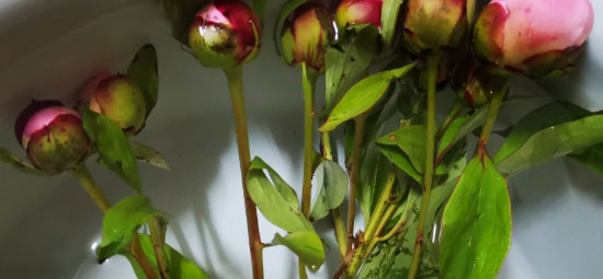 鲜花深水醒花泡一夜可以吗