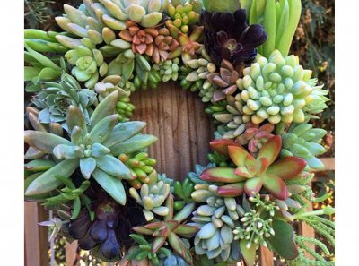 制作花环图片 多肉植物花环的制作方法