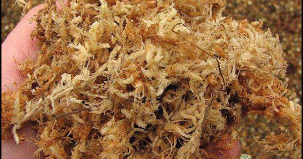 多肉植物花环的制作方法