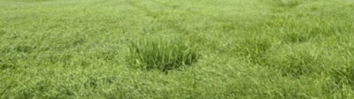为什么要撒草籽 草籽直接撒草坪上可以活么