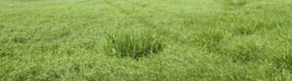 草籽直接撒草坪上可以活么