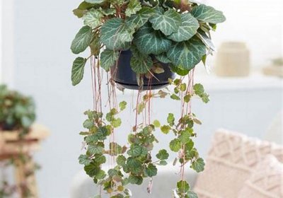 猫耳吊兰图片 萌系小吊兰—虎耳草