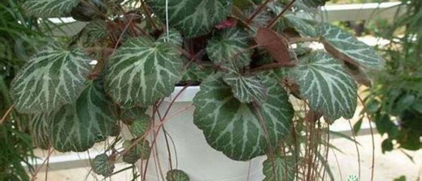 萌系小吊兰—虎耳草