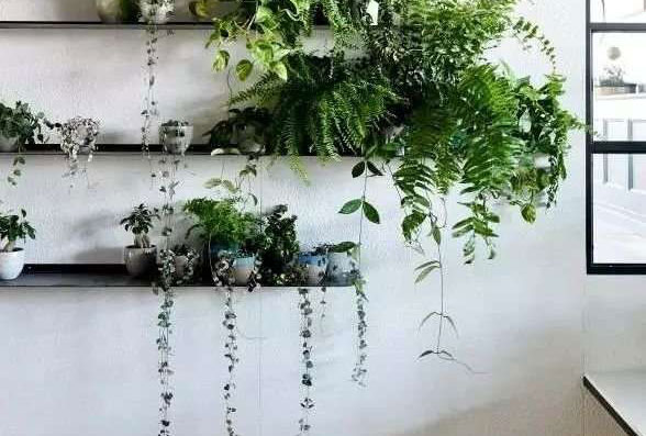 室内垂吊植物品种推荐