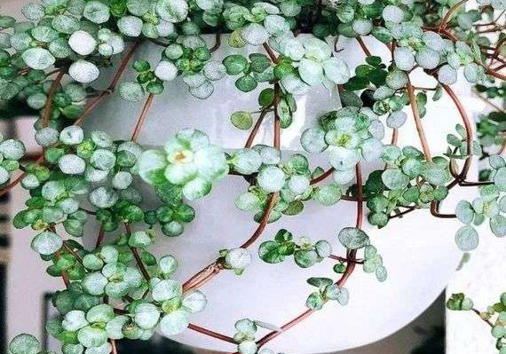室内垂吊植物品种推荐