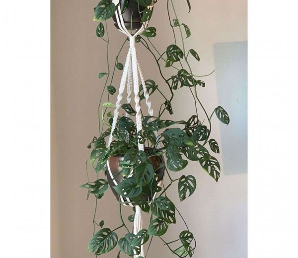 室内垂吊植物品种推荐