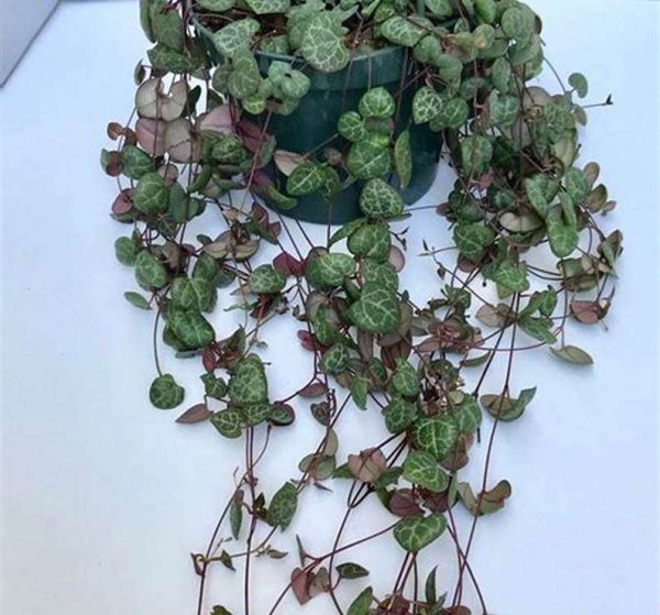 室内垂吊植物品种推荐