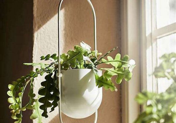 室内垂吊植物品种推荐